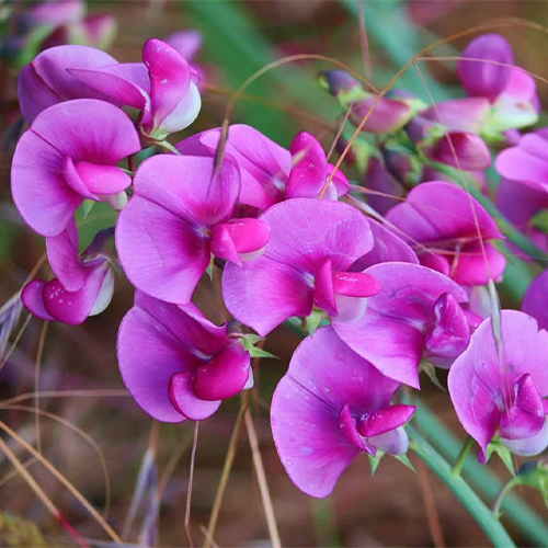 Flores para casamento