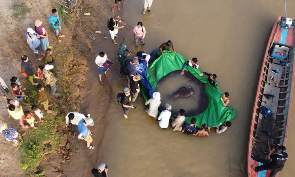 Maior peixe de água doce