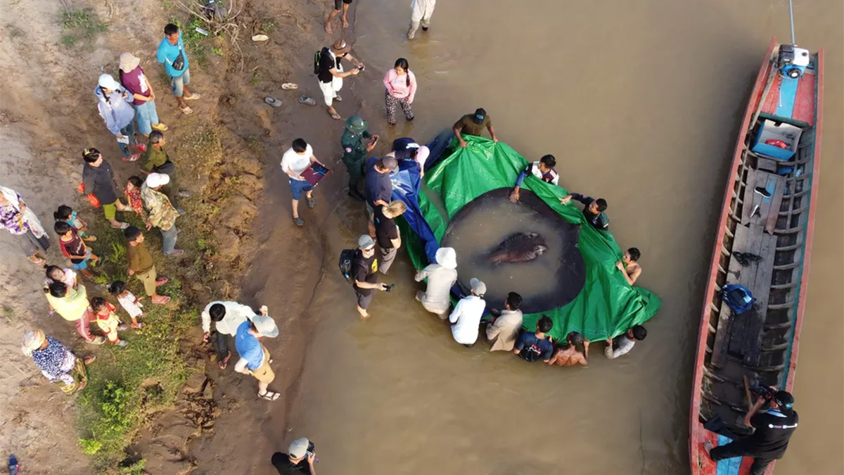 Maior peixe de água doce