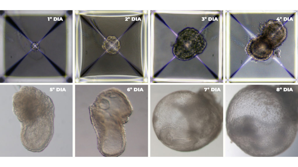 Bebês artificias podem se tornar realidade? Fase de desenvolvimento de um embrião do dia 1 ao dia 8.