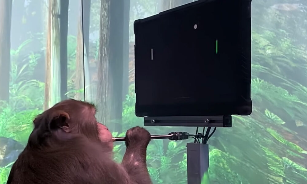 Macaco jogando com a mente